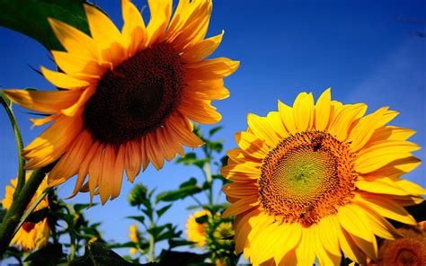 Background color background image background repeat background attachment background shorthand. sunflowers background hd - HD Desktop Wallpapers | 4k HD