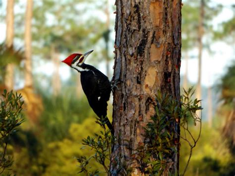 A Guide To Southwest Floridas Native Birds Babcock Ranch Eco Tours