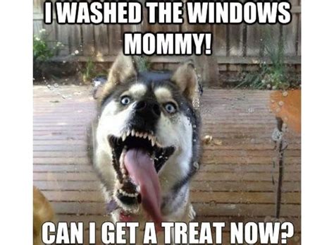 Top 10 Funny And Cute Husky Memes For A Big Laugh
