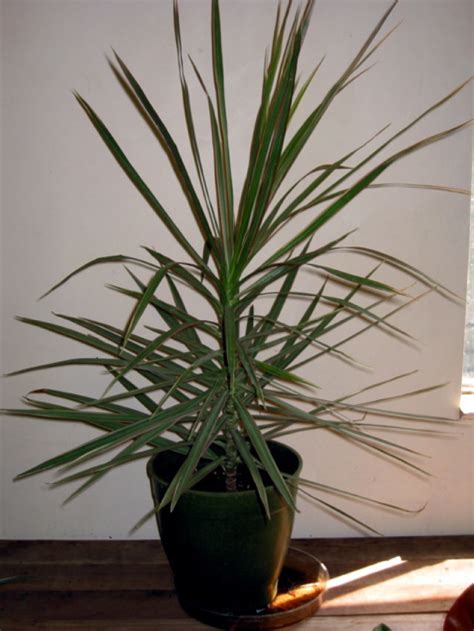 There are a few special ones that have a commanding presence because they the new plants are called pups. Houseplants