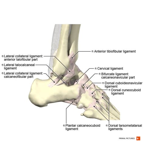 Ankle Sprain Physiopedia