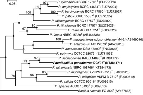 Fig S Maximum Likelihood Phylogenetic Tree Based On GyrB Gene Download Scientific Diagram