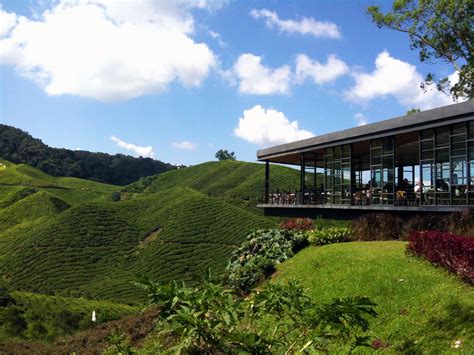 Welcome to the homepage of boh plantations sdn bhd, malaysia's largest producer of premium black teas and the country's no.1 preferred brand! Cameron Highlands Tea Plantation | "BOH Plantations Sdn ...