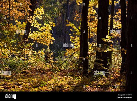 Maple Forest In Late Canadian Autumn Stock Photo Alamy