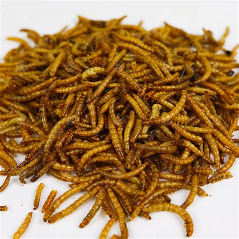 Dried Mealworms Premium Wild Bird Food Large Chubby Worms Ebay