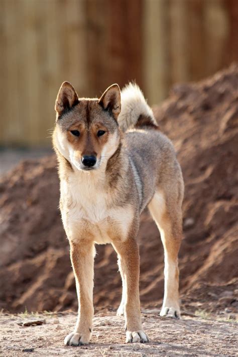 Loa Shikoku Ken Rare Unusual Primitive Dog Breeds Japanese Dogs