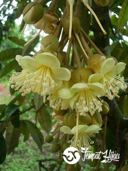 Durian yang enak biasanya adalah yang jatuh dari pohon, bukan durian petik. Penyebab Bunga dan Buah Durian Muda Rontok dan Cara ...