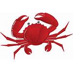 Seafood Clip Crab Illustrations Clipart Single