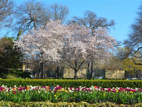 Cherry Blossom Trees Dallas Blooms 2015 The Dallas Arboretum Blooms