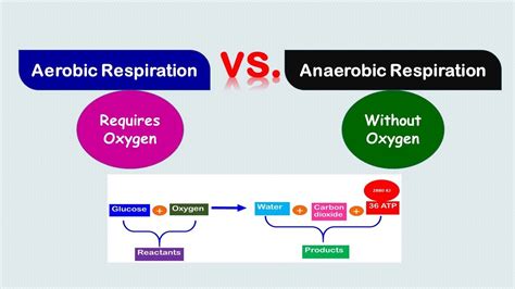 Aerobic Vs Anaerobic Respiration Youtube