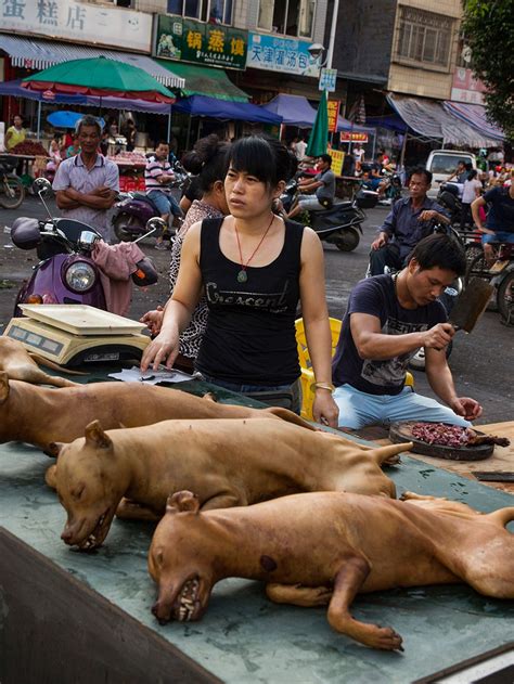 Chinese People Eating Dogs And Cats