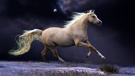 Paint Horse Wallpaper 40 Images