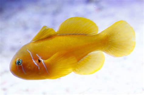 Clown Goby Citrinis Fish And Coral Store