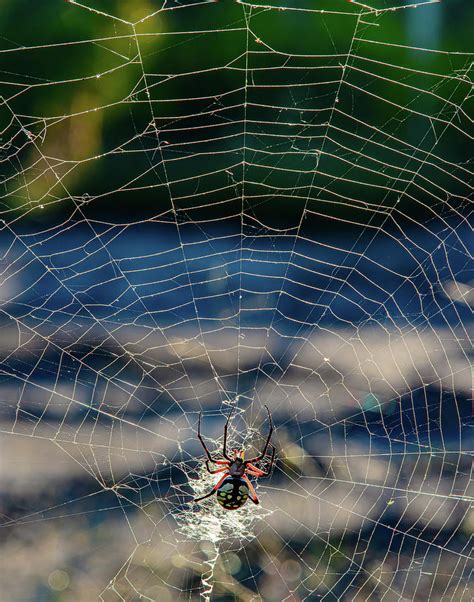 We did not find results for: Yellow Garden Orb Weaver Spider In Paris, Texas Photograph ...