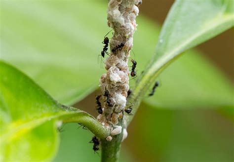 12 Natural Ways To Get Rid Of Mealybugs On Plants Dre Campbell Farm