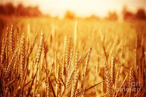 Golden Wheat Field Photograph By Anna Om Pixels