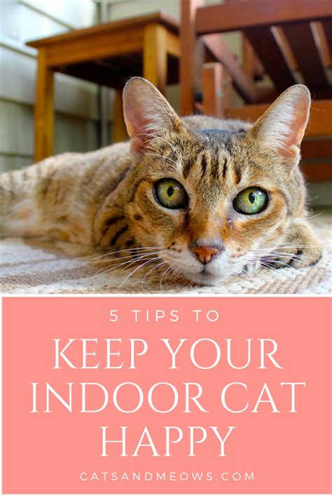 Can my cat be happy indoors? 5 Tips To Keep Your Indoor Cat Happy - Cats and Meows