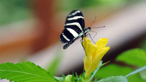 Yellow Black Lines Butterfly On Yellow Flower In Green Blur Background