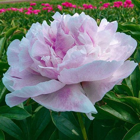 Buy Seeing Blue Peony Brecks