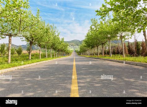 Outdoor Wide Straight Road And Roadside Trees Stock Photo Alamy