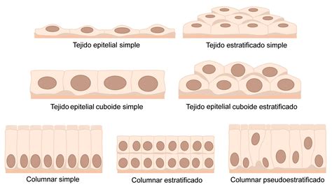 Definici N De Tejido Epitelial Caracter Sticas Funciones Y Clasificaci N