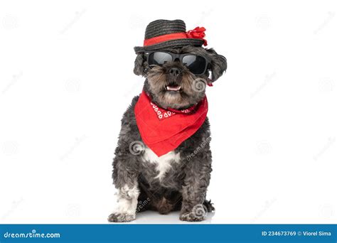 Cool Seated Black Dog Wearing Sunglasses A Hat Stock Image Image Of