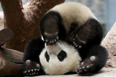 Un Bébé Panda Très Attachant Avec Son Soigneur I Animaux