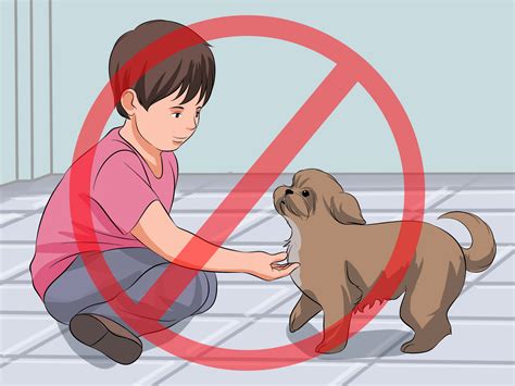 Find all breeds of puppies for sale and dogs for adoption near you in jacksonville, miami, st petersburg, orlando, tampa or florida. How to Train Your Shih Tzu: 12 Steps (with Pictures) - wikiHow