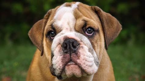 Are English Bulldogs Born With Long Tail Or Are They Docked