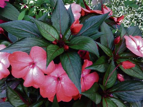 Torenia shade, low growing, deer resistant. gtrlivgardenQA042718