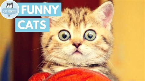 Try Not To Laugh At This Funny Cat Video Youtube
