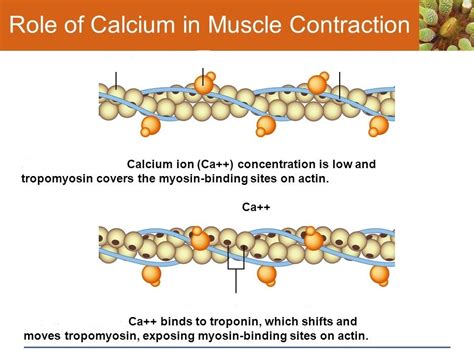 A1 U4 Role Of Calcium In Muscle Contraction Diagram Quizlet