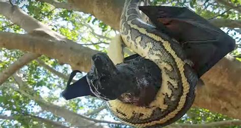 Pythons Bats And Giant Armadillos