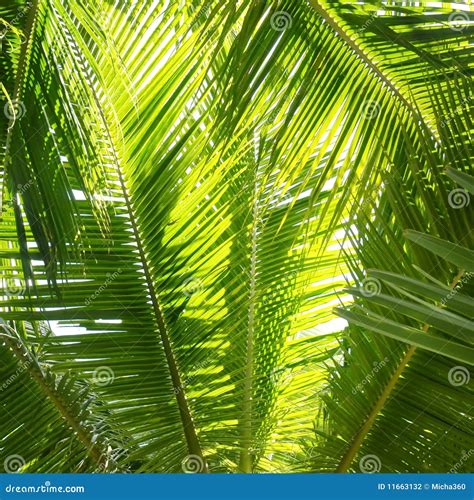 Palm Jungle Stock Photo Image Of Leaves Jungle White 11663132