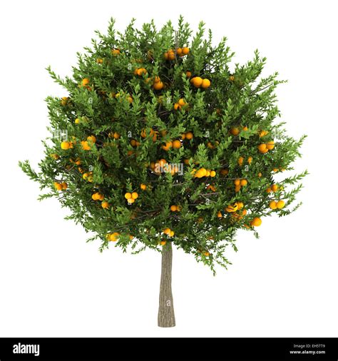 Orange Tree Isolated On White Background Stock Photo Alamy