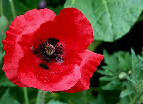 Free Red Poppy Seed Stock Photo