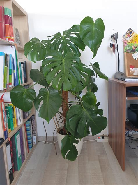 Brown spots in lawns are frustrating to deal with! Rescued this monstera from my parents basement!! It lived ...