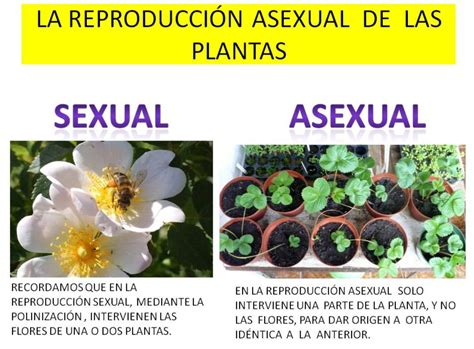 cambiable costilla la licenciatura la reproduccion sexual y asexual de las plantas compromiso