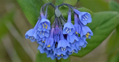 Virginia Bluebells Growing And Care Guide The Garden Magazine