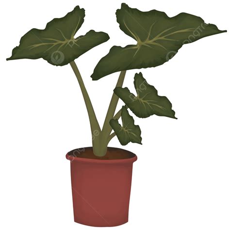 Taro Leaves Clipart Png Vector Psd And Clipart With Transparent