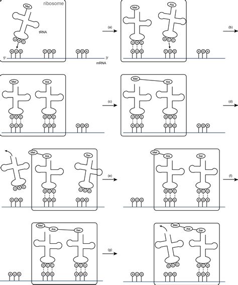 Translate the 5 th the answer to the questions about protein synthesis below the amino acids. Printables of Worksheet Determination Of Protein Amino ...