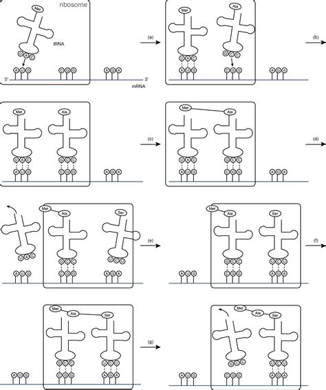 After transcription, trna is extensively modified to include nonstandard bases such as pseudouridine, inosine, and methylguanosine. Printables of Worksheet Determination Of Protein Amino Acids From Mrna Codon Chart Key ...