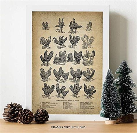 Fowl Breeds Poster Types Of Fowl Art Chicken Breeds Chart Etsy