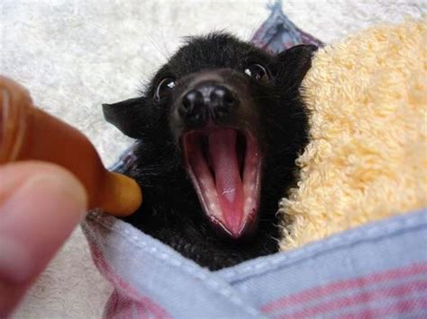 A Bat Rescue Organization Posted These 40 Pics Of Bats Being Cute To