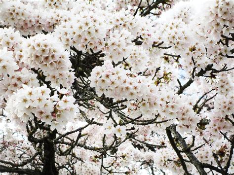 Bright Attractive Blooming Pink White Akebono Cherry Blossom Flowers