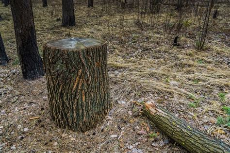 Premium Photo Big Tree Stump