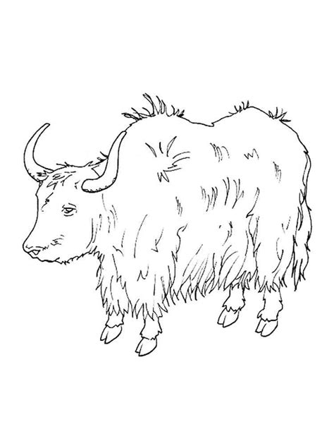 Yak Coloring Pages SeaColoring