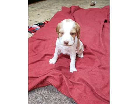 Lazystar was founded to raise american brittany's that are great hunting, show dogs and companions. AKC Brittany Spaniel puppies for sale in Albia, Iowa - Puppies for Sale Near Me