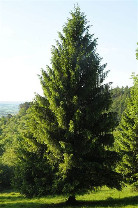 Spruce Surprisingly Edible Abundant Evergreen Tree Eat The Planet