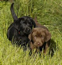 Here are some from nearby areas. Labrador Retrievers and Puppies in Oregon - More Puppies